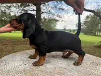 Larry, a male Miniature Dachshund for sale in Dallas, TX – Photo 5 of 5