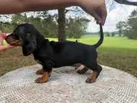 Larry, a male Miniature Dachshund for sale in Dallas, TX – Photo 3 of 5