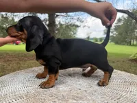 Larry, a male Miniature Dachshund for sale in Dallas, TX – Photo 1 of 5