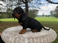 Larry, a male Miniature Dachshund for sale in Dallas, TX – Photo 4 of 5