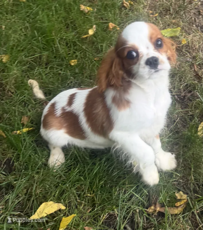 Wyatt – Cavalier King Charles Spaniel puppy for sale in Spencerville, IN