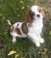 Wyatt, a male Cavalier King Charles Spaniel for sale in Spencerville, IN – 2 of 7