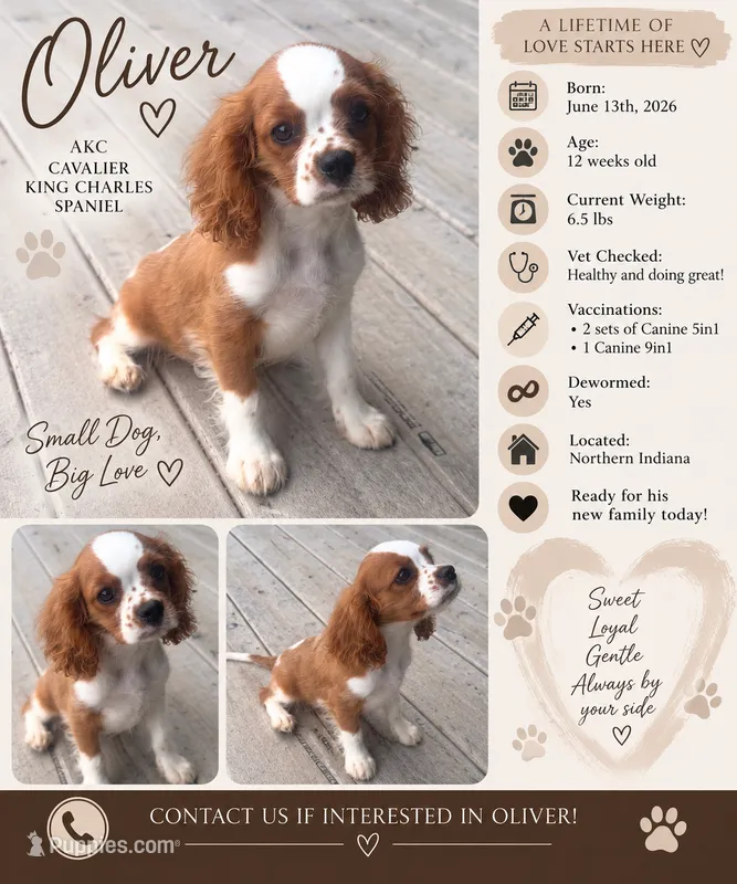 Oliver – Cavalier King Charles Spaniel puppy for sale in Spencerville, IN