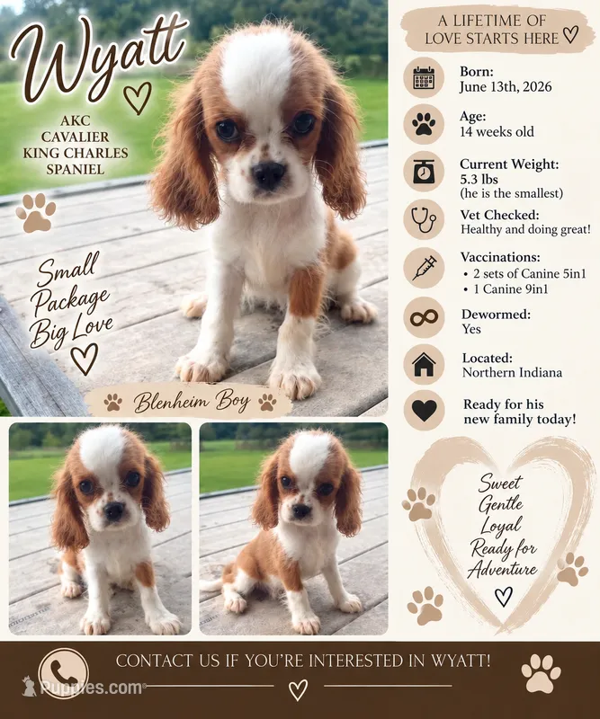 Wyatt – Cavalier King Charles Spaniel puppy for sale in Spencerville, IN