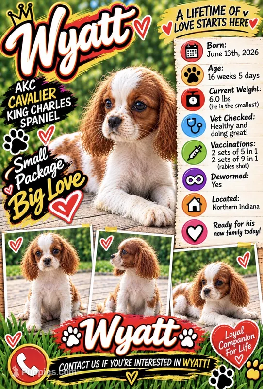 Wyatt – Cavalier King Charles Spaniel puppy for sale in Spencerville, IN