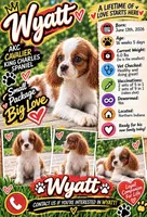 Wyatt, a male Cavalier King Charles Spaniel for sale in Spencerville, IN – 1 of 7