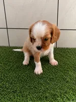Oliver, a male Cavalier King Charles Spaniel for sale in Spencerville, IN – 3 of 6