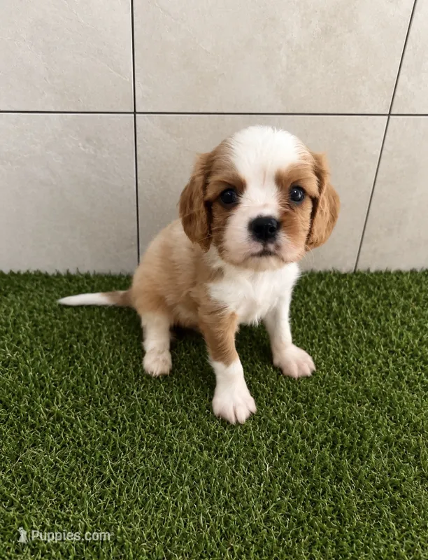 Oliver – Cavalier King Charles Spaniel puppy for sale in Spencerville, IN