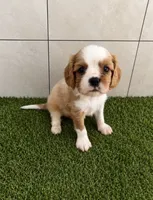 Oliver, a male Cavalier King Charles Spaniel for sale in Spencerville, IN – 1 of 6