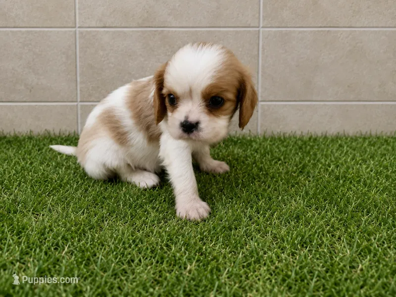 Wyatt – Cavalier King Charles Spaniel puppy for sale in Spencerville, IN
