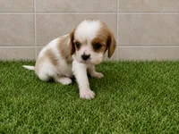 Wyatt, a male Cavalier King Charles Spaniel for sale in Spencerville, IN – 1 of 6