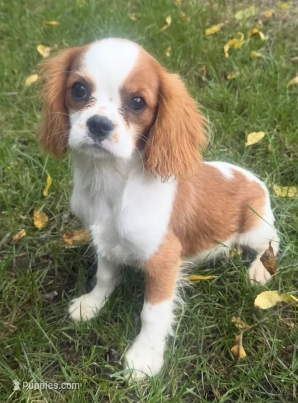 Wyatt – Cavalier King Charles Spaniel puppy for sale in Spencerville, IN
