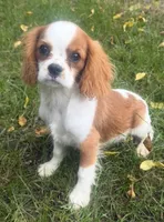 Wyatt, a male Cavalier King Charles Spaniel for sale in Spencerville, IN – 3 of 7