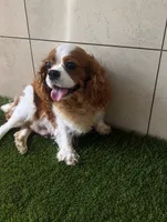 Oliver, a male Cavalier King Charles Spaniel for sale in Spencerville, IN – 7 of 10