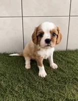 Oliver, a male Cavalier King Charles Spaniel for sale in Spencerville, IN – 5 of 6