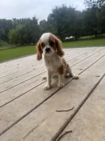 Wyatt, a male Cavalier King Charles Spaniel for sale in Spencerville, IN – 4 of 7