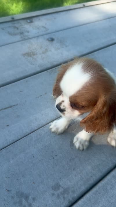 Wyatt, a male Cavalier King Charles Spaniel for sale in Spencerville, IN – 6 of 6