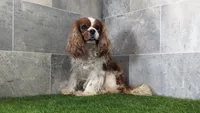 Wyatt, a male Cavalier King Charles Spaniel for sale in Spencerville, IN – 5 of 6