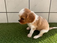 Oliver, a male Cavalier King Charles Spaniel for sale in Spencerville, IN – 2 of 6