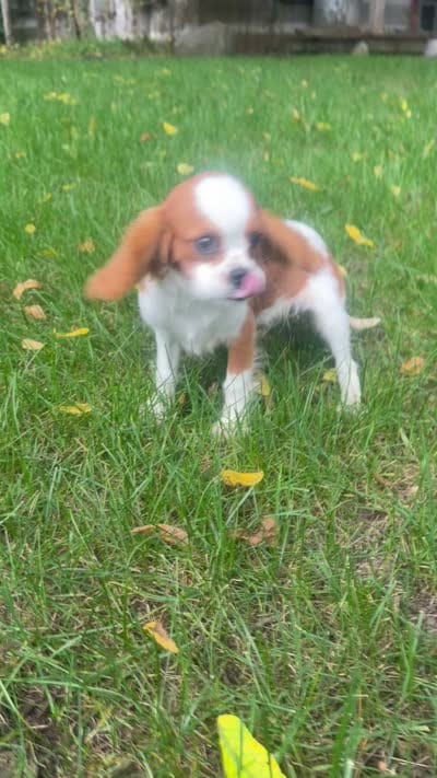 Wyatt, a male Cavalier King Charles Spaniel for sale in Spencerville, IN – 7 of 7