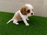 Micah , a male Cavalier King Charles Spaniel for sale in Spencerville, IN – 3 of 3