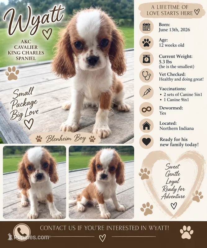 Wyatt – Cavalier King Charles Spaniel puppy for sale in Spencerville, IN