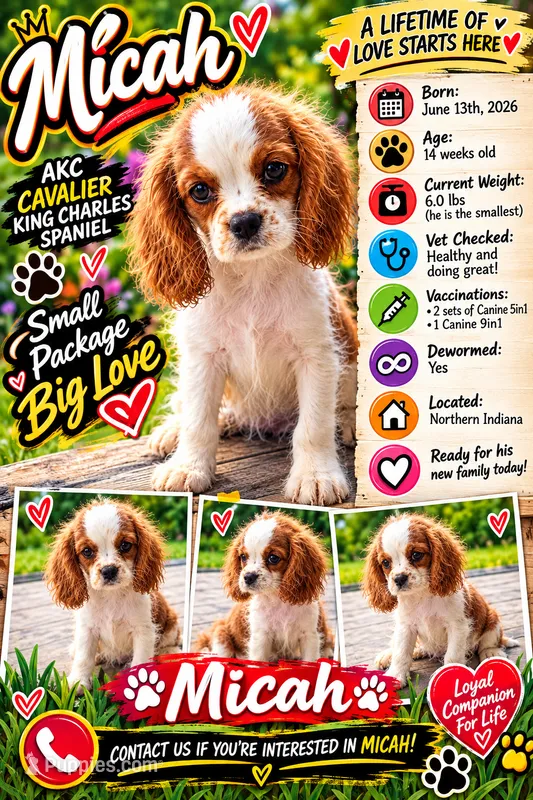 Micah  – Cavalier King Charles Spaniel puppy for sale in Spencerville, IN