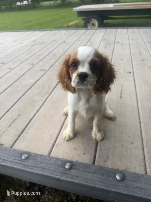 Micah  – Cavalier King Charles Spaniel puppy for sale in Spencerville, IN