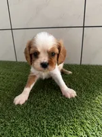 Oliver, a male Cavalier King Charles Spaniel for sale in Spencerville, IN – 4 of 6