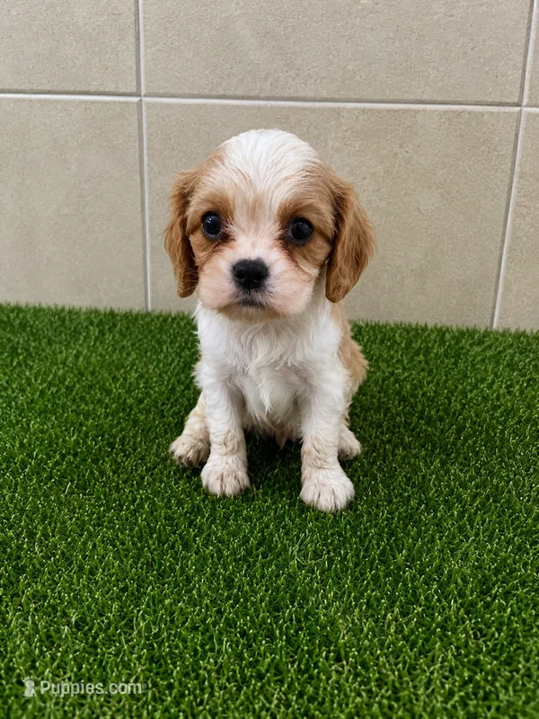 Micah  – Cavalier King Charles Spaniel puppy for sale in Spencerville, IN