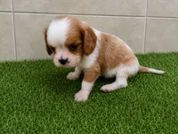 Wyatt, a male Cavalier King Charles Spaniel for sale in Spencerville, IN – 3 of 6
