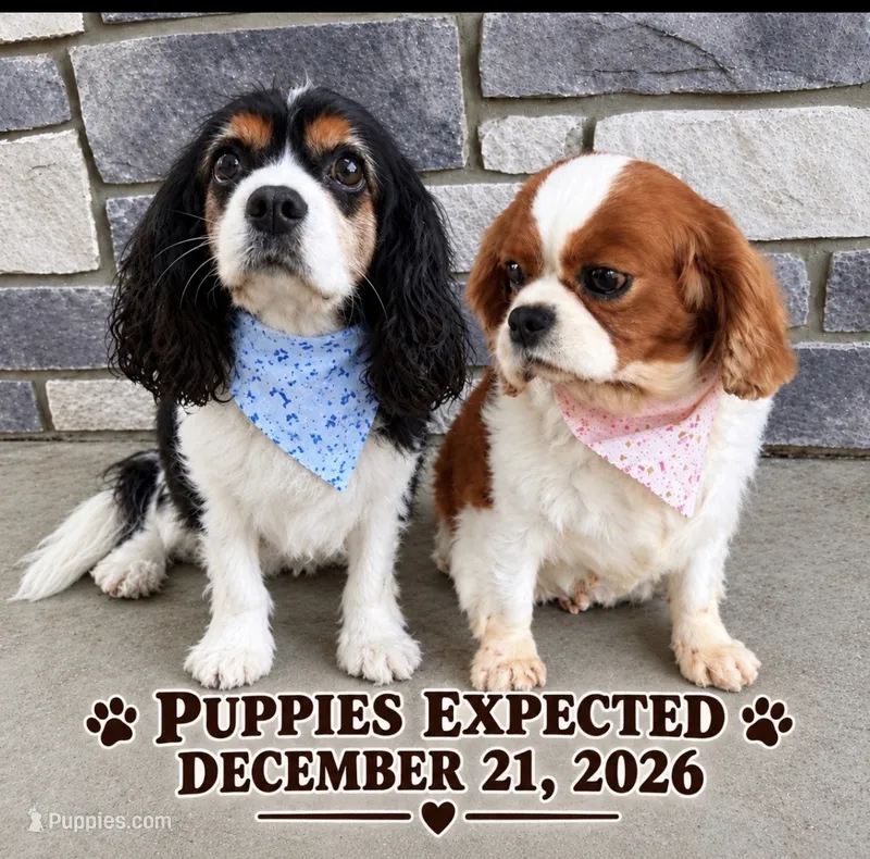 Austin  – Cavalier King Charles Spaniel puppy for sale in Spencerville, IN