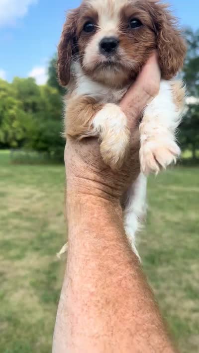 Oliver, a male Cavalier King Charles Spaniel for sale in Spencerville, IN – 8 of 10