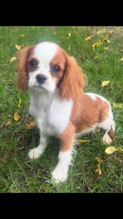 Wyatt, a male Cavalier King Charles Spaniel for sale in Spencerville, IN – 5 of 7