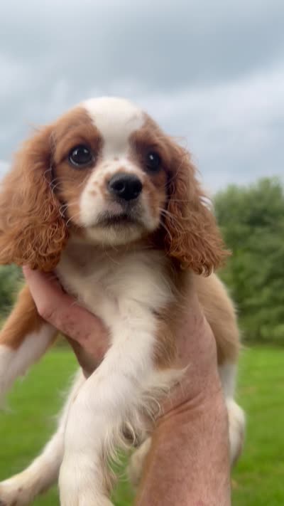 Oliver, a male Cavalier King Charles Spaniel for sale in Spencerville, IN – 10 of 10