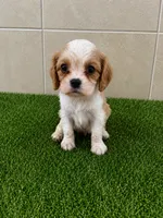Micah , a male Cavalier King Charles Spaniel for sale in Spencerville, IN – 2 of 3