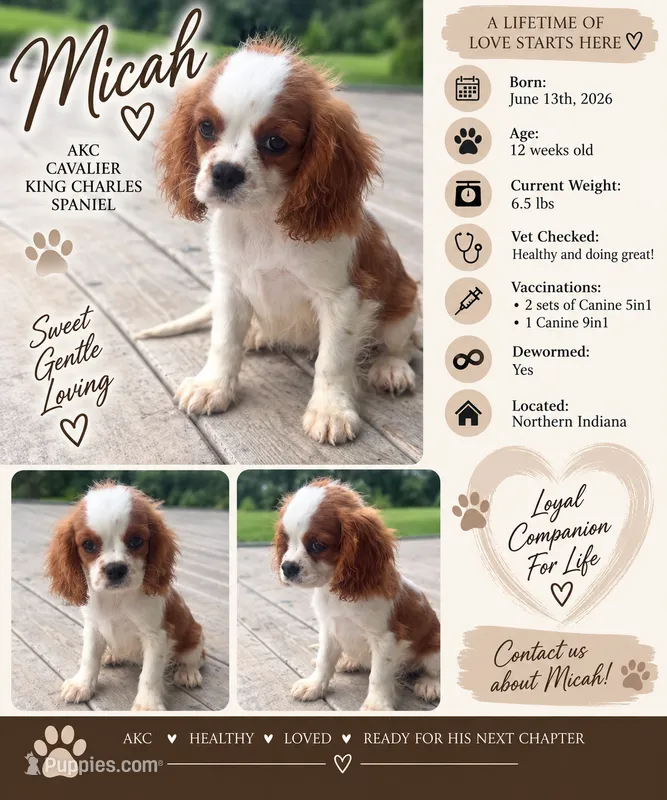 Micah  – Cavalier King Charles Spaniel puppy for sale in Spencerville, IN