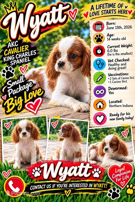 Wyatt – Cavalier King Charles Spaniel puppy for sale in Spencerville, IN