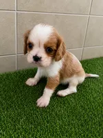Wyatt, a male Cavalier King Charles Spaniel for sale in Spencerville, IN – 2 of 6