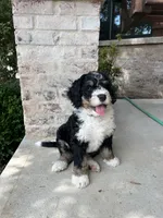 Urza, a male Bernedoodle for sale in Martinsville, IN – 3 of 9