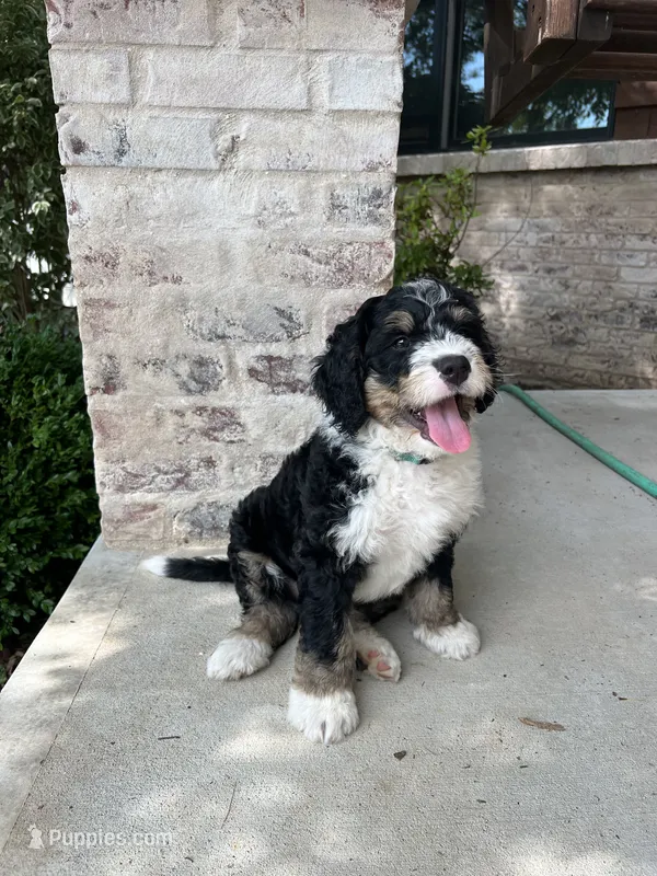 Urza – Bernedoodle puppy for sale in Martinsville, IN