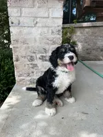 Urza, a male Bernedoodle for sale in Martinsville, IN – 1 of 9