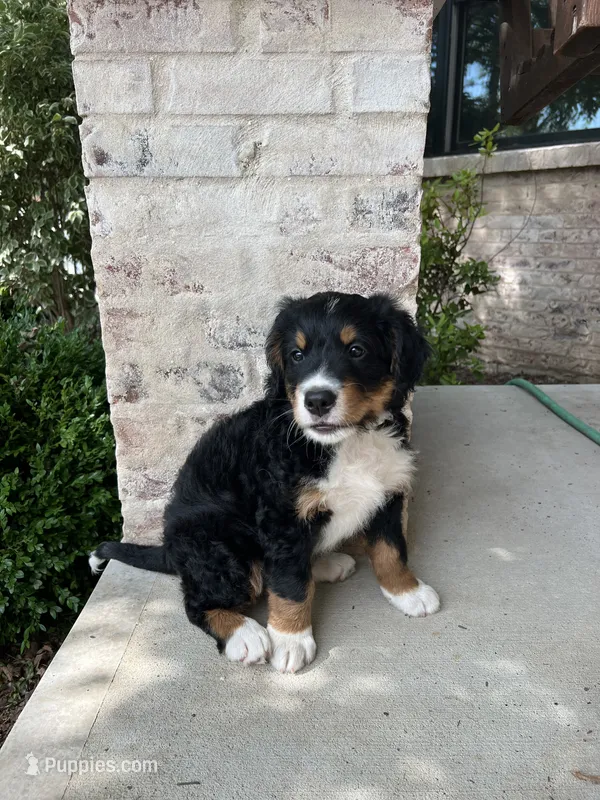 Jace – Bernedoodle puppy for sale in Martinsville, IN