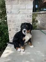 Jace, a male Bernedoodle for sale in Martinsville, IN – 1 of 10