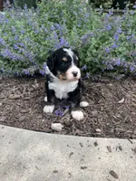 Urza, a male Bernedoodle for sale in Martinsville, IN – 5 of 9