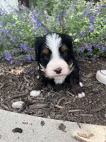 Nic, a male Bernedoodle for sale in Martinsville, IN – 4 of 9