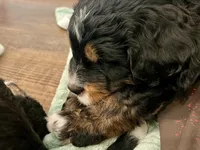 Garruk, a male Bernedoodle for sale in Martinsville, IN – 3 of 8