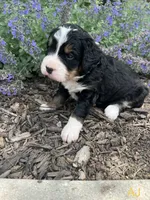 AJ, a male Bernedoodle for sale in Martinsville, IN – 5 of 9