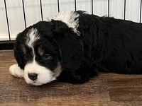 AJ, a male Bernedoodle for sale in Martinsville, IN – 4 of 9