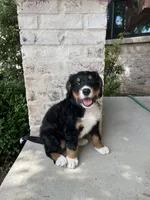 Jace, a male Bernedoodle for sale in Martinsville, IN – 3 of 10